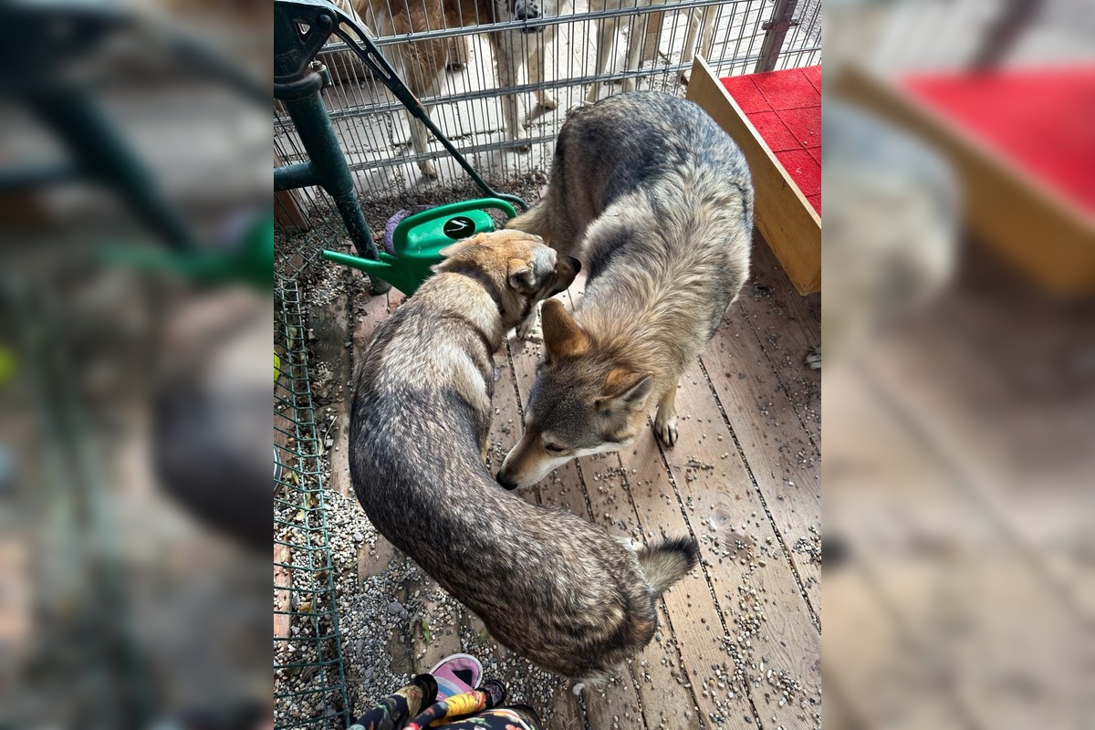 FOTO: Psy zo Sekiera našli zavreté v byte, foto 19