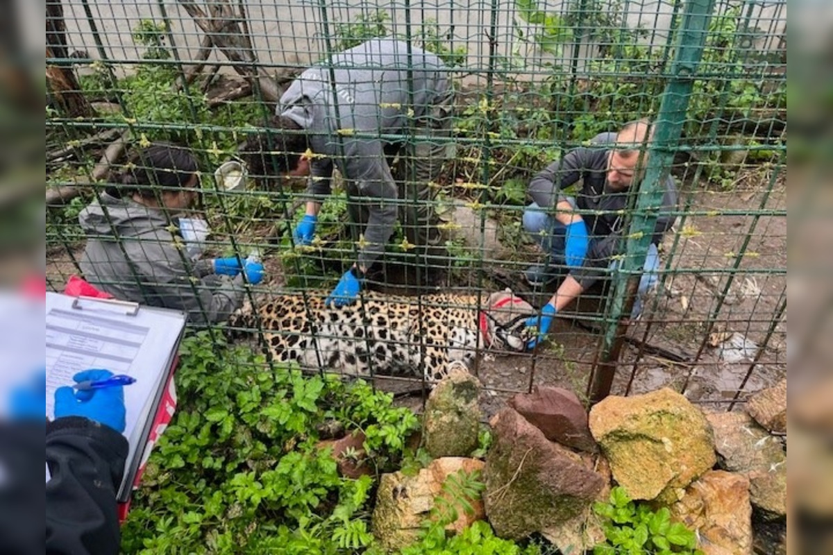 FOTO: Leopard z Jasenia skončil v Holandsku, foto 1