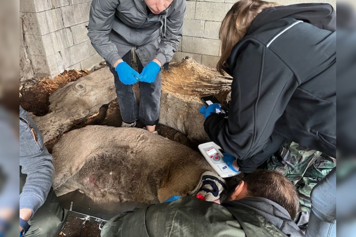 FOTO: Leopard z Jasenia skončil v Holandsku, foto 2