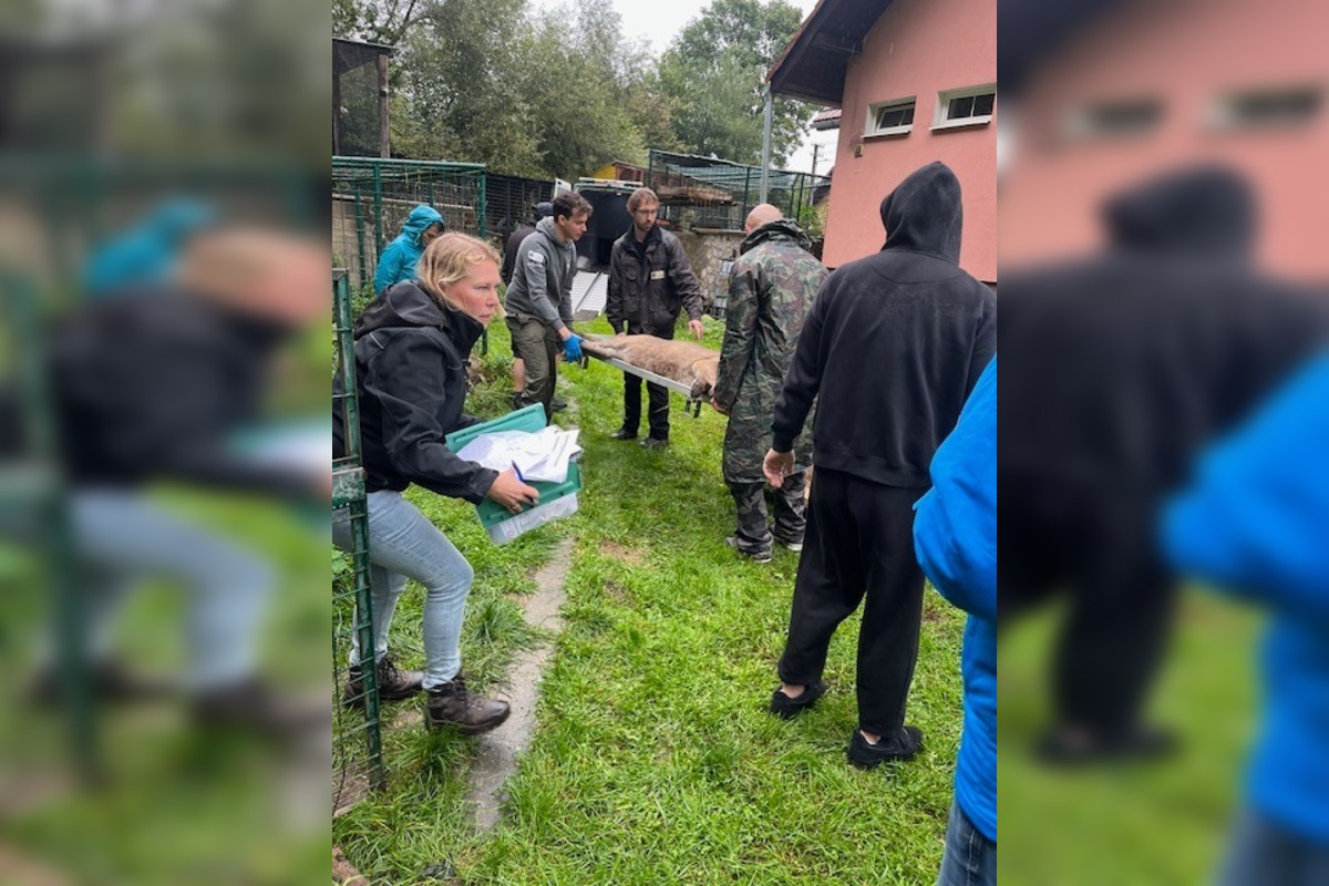 FOTO: Leopard z Jasenia skončil v Holandsku, foto 3