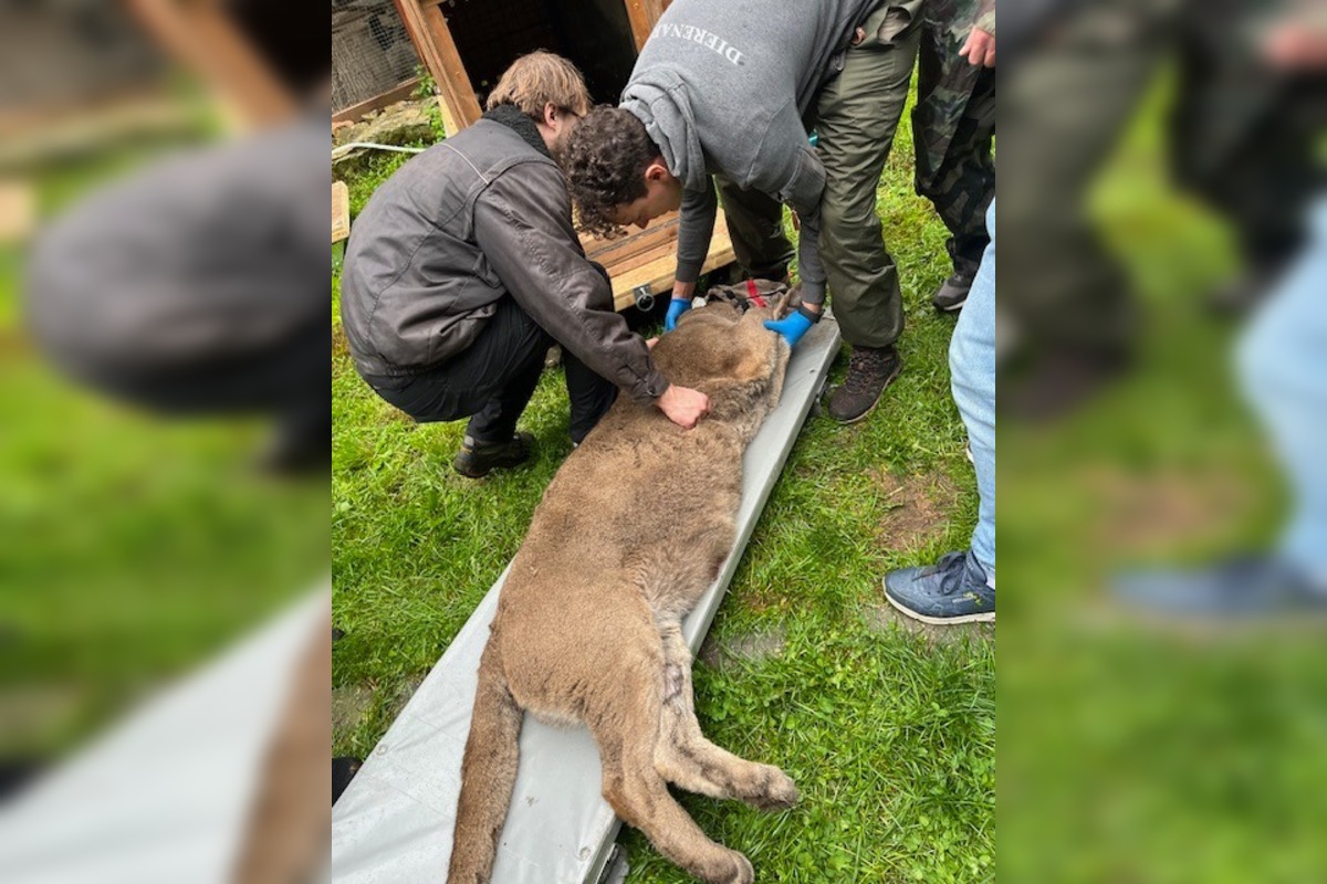 FOTO: Leopard z Jasenia skončil v Holandsku, foto 4