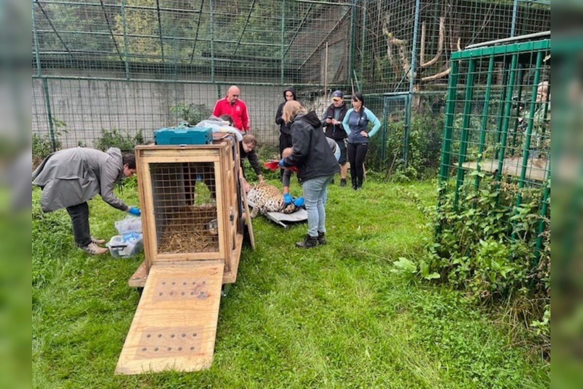 FOTO: Leopard z Jasenia skončil v Holandsku, foto 5