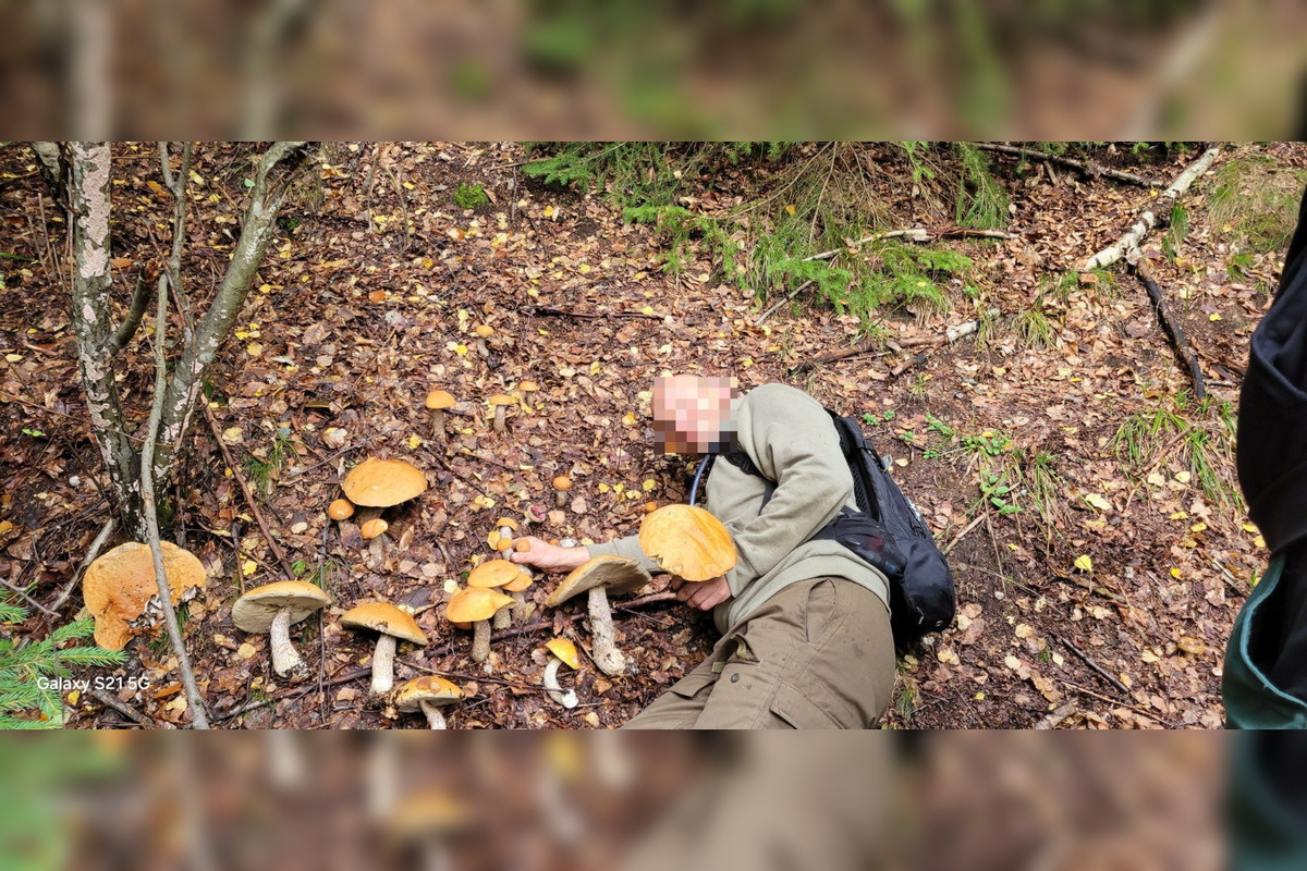 FOTO: Toľko hríbov pokope nájdete raz za život. Petrovi sa zadarilo pri Brezne, foto 1