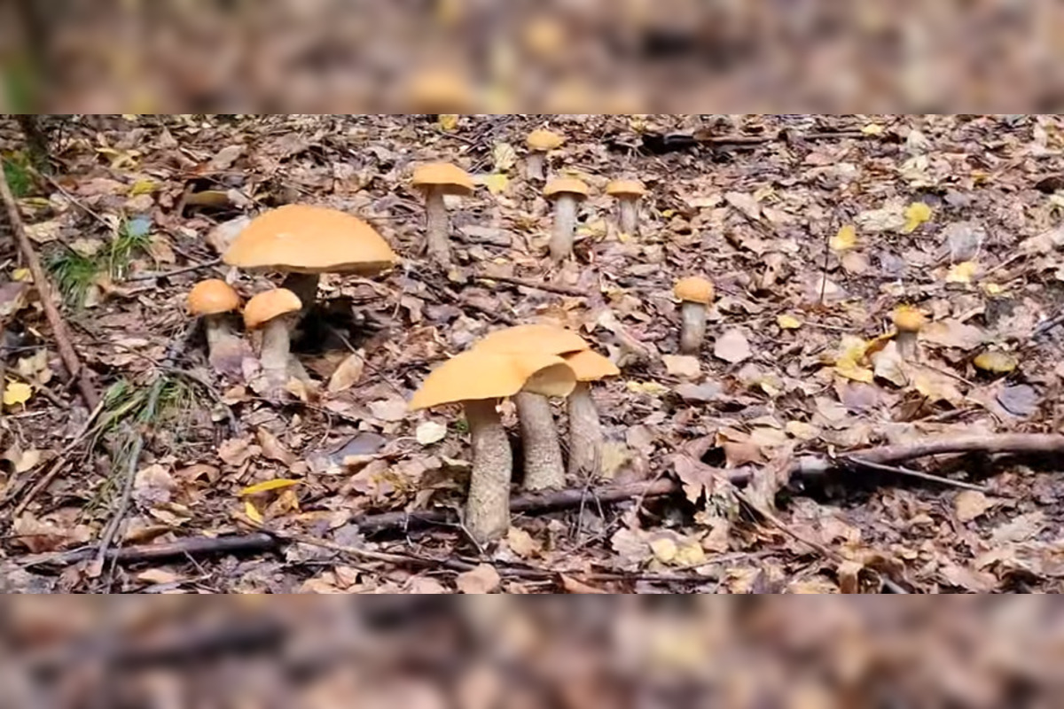 FOTO: Toľko hríbov pokope nájdete raz za život. Petrovi sa zadarilo pri Brezne, foto 2