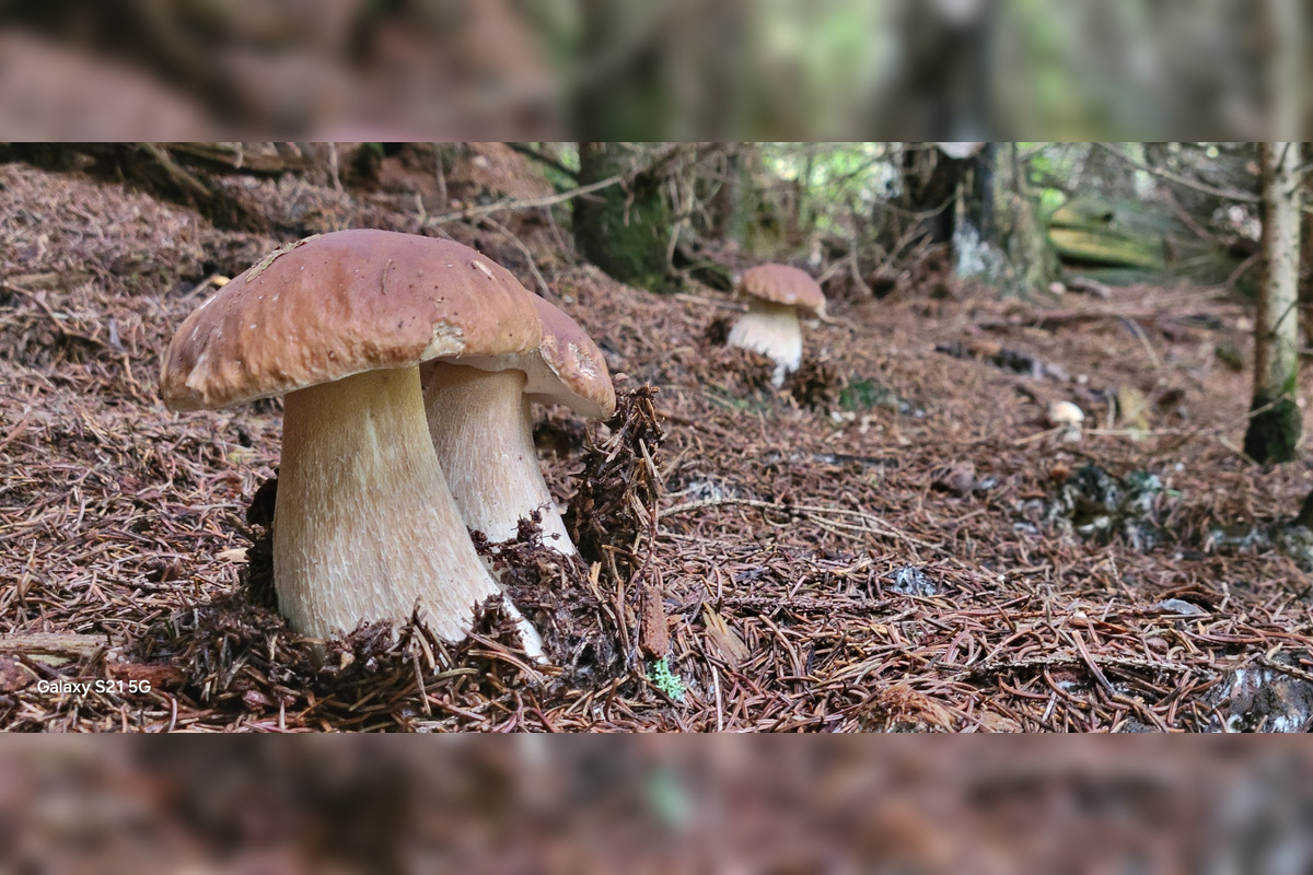 FOTO: Toľko hríbov pokope nájdete raz za život. Petrovi sa zadarilo pri Brezne, foto 4