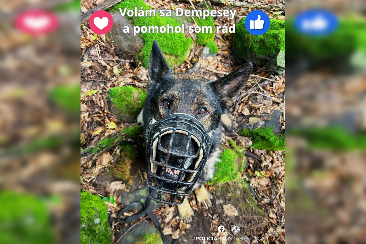 FOTO: Policajti hľadali v lesoch pri Zvolene 71-ročného muža, foto 3