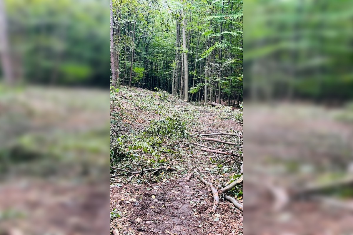 FOTO: Singletrail z Kráľovej na Lipovec poškodila ťažba dreva, foto 1