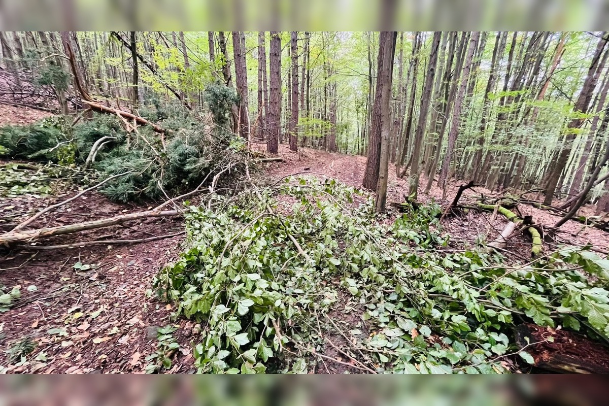 FOTO: Singletrail z Kráľovej na Lipovec poškodila ťažba dreva, foto 2