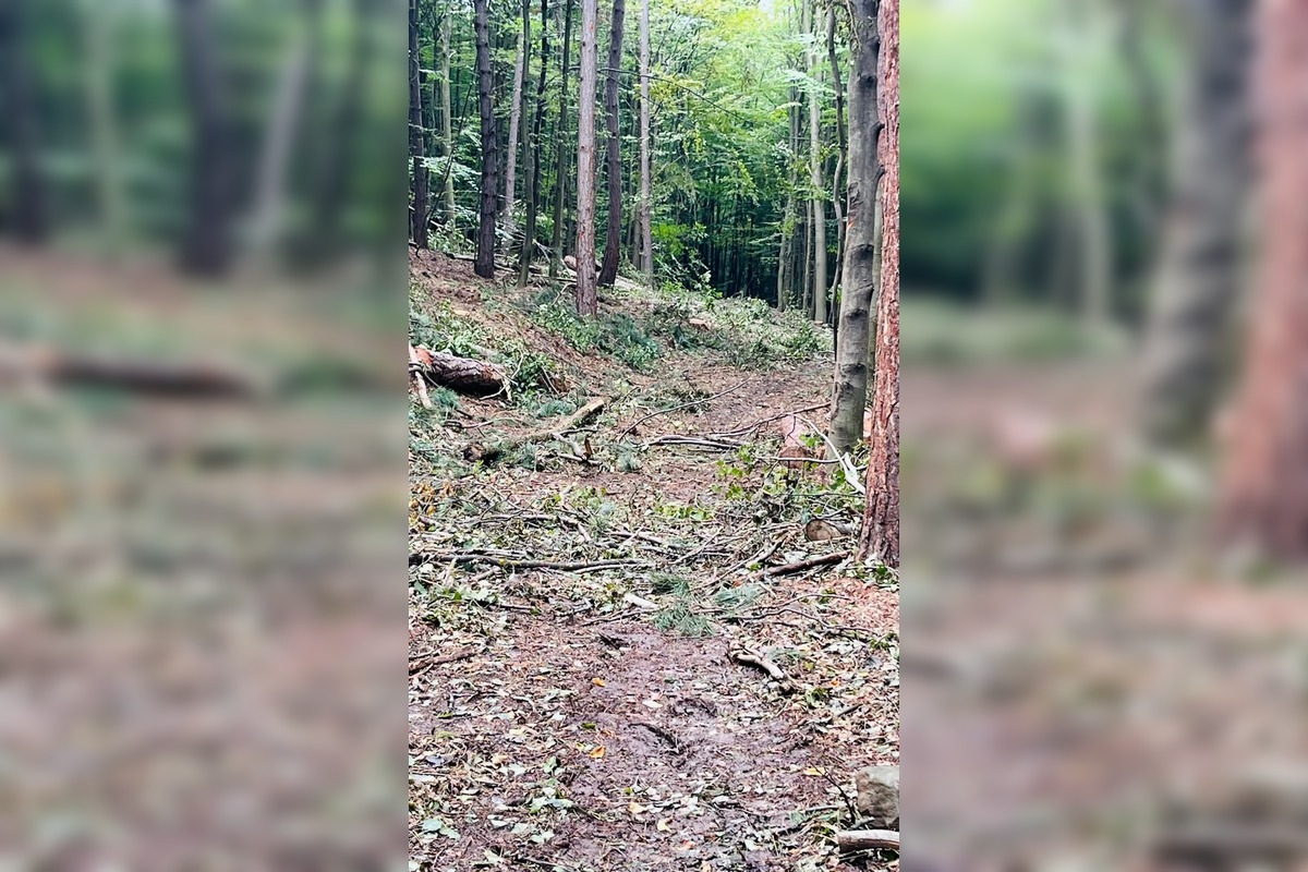 FOTO: Singletrail z Kráľovej na Lipovec poškodila ťažba dreva, foto 3