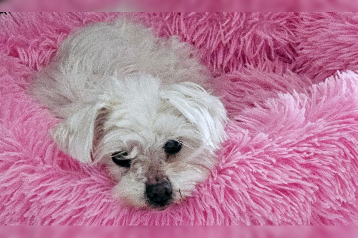 FOTO: Psíčkari sa podelil s fotkami svojich miláčikov, foto 4