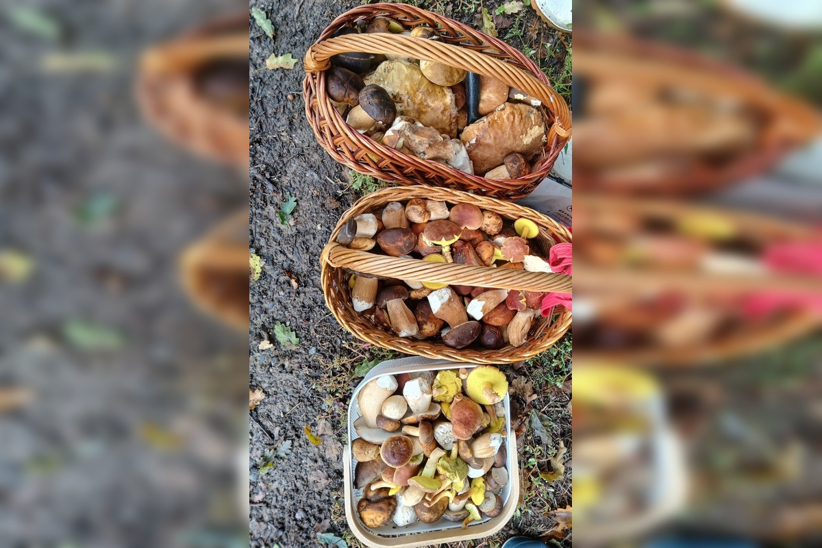 FOTO: Hubárska diagnóza zasiahla východ. Dubáky, smiech aj plné košíky, foto 7