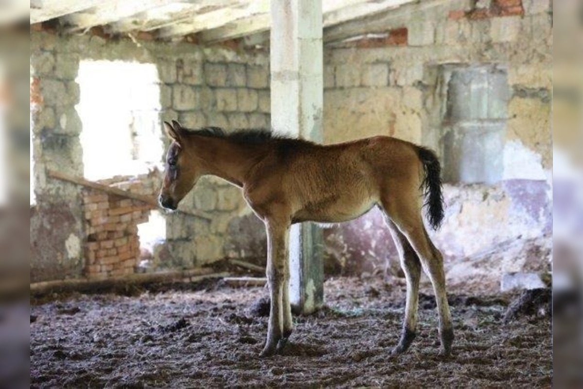FOTO: FOTO: Muž pri Brezne týral 20 koní, foto 1