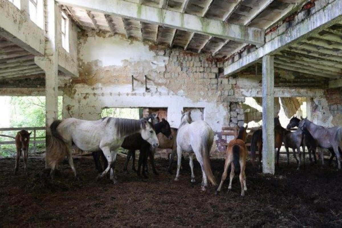 FOTO: FOTO: Muž pri Brezne týral 20 koní, foto 2