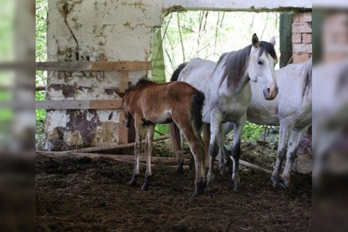 FOTO: FOTO: Muž pri Brezne týral 20 koní, foto 3