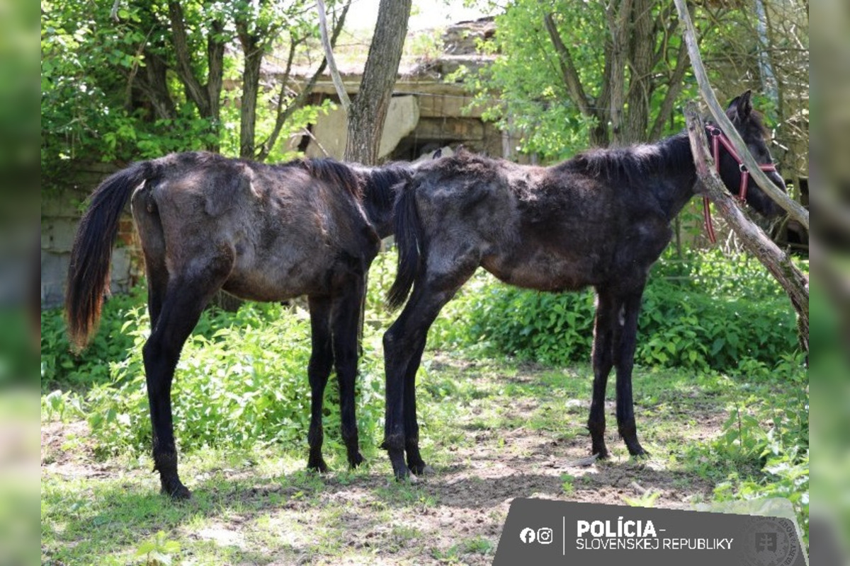 FOTO: FOTO: Muž pri Brezne týral 20 koní, foto 4