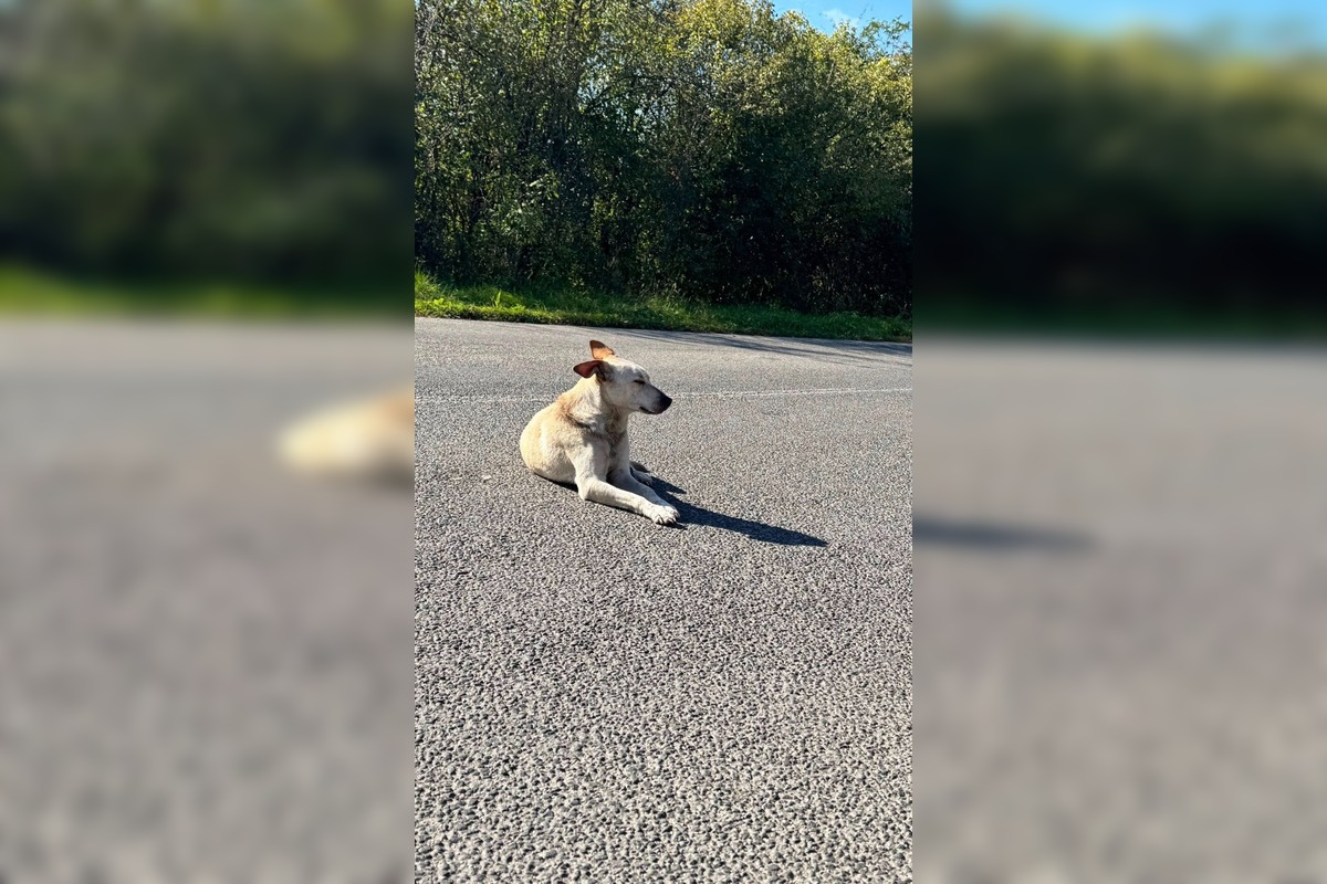 FOTO: Ľudia z Revúcej spojili sily, aby zachránili opusteného psíka, foto 1