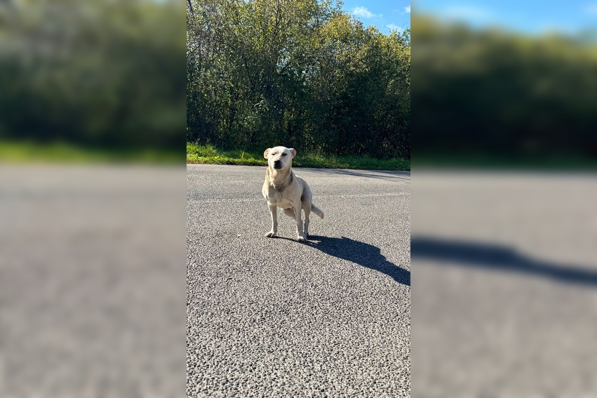 FOTO: Ľudia z Revúcej spojili sily, aby zachránili opusteného psíka, foto 2