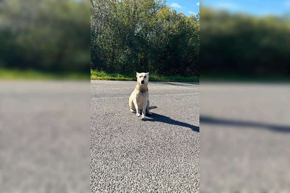 FOTO: Ľudia z Revúcej spojili sily, aby zachránili opusteného psíka, foto 3