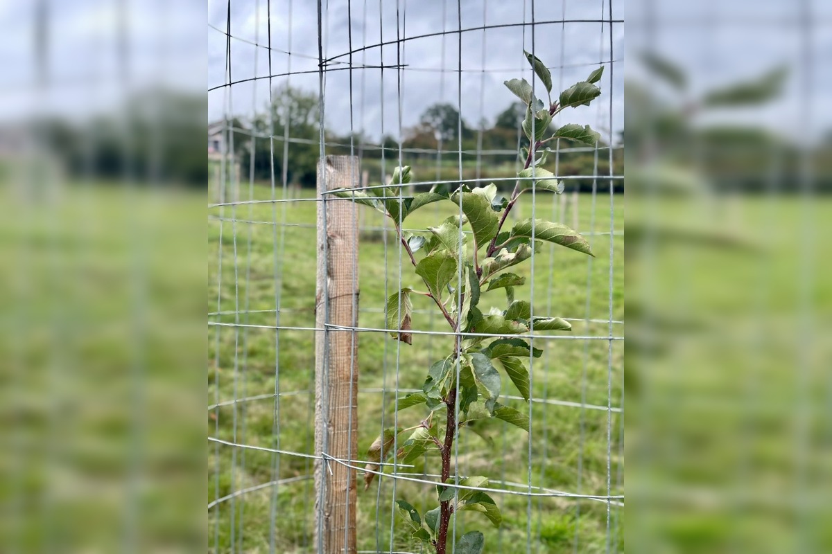FOTO: Mestský sad na Papuľke sa rozrastá, foto 6