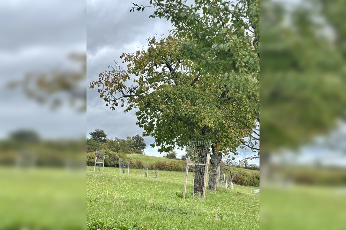 FOTO: Mestský sad na Papuľke sa rozrastá, foto 7