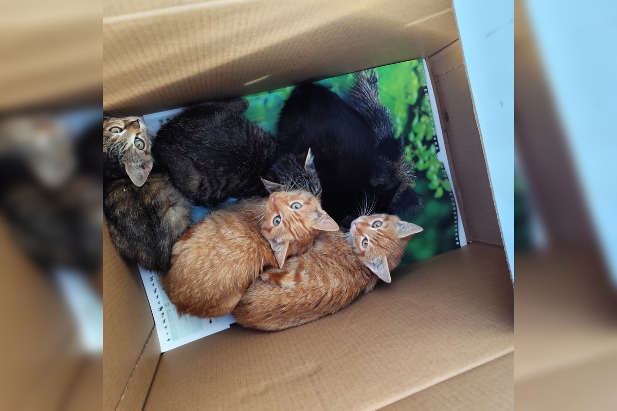 FOTO: Krabica pred kaviarňou ukrývala prekvapenie, foto 1