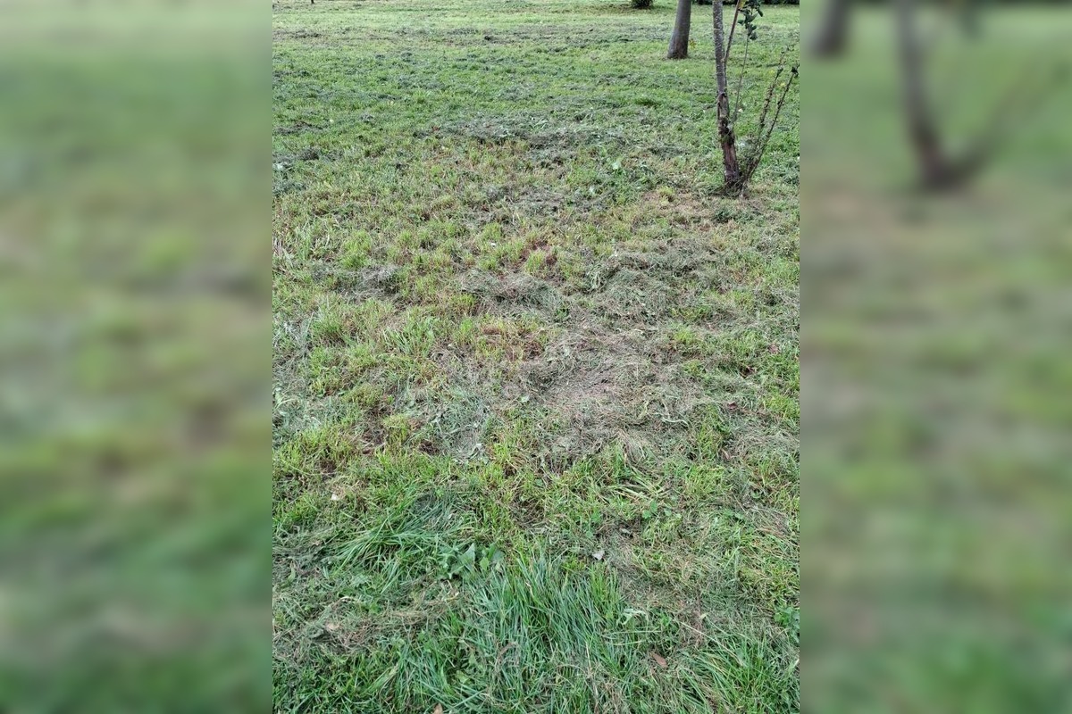 FOTO: Zvolen rieši problém s kosením, foto 1