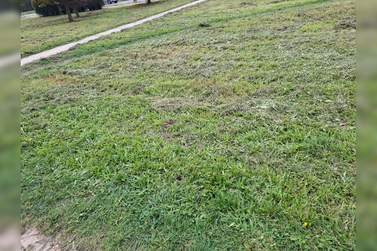 FOTO: Zvolen rieši problém s kosením, foto 3