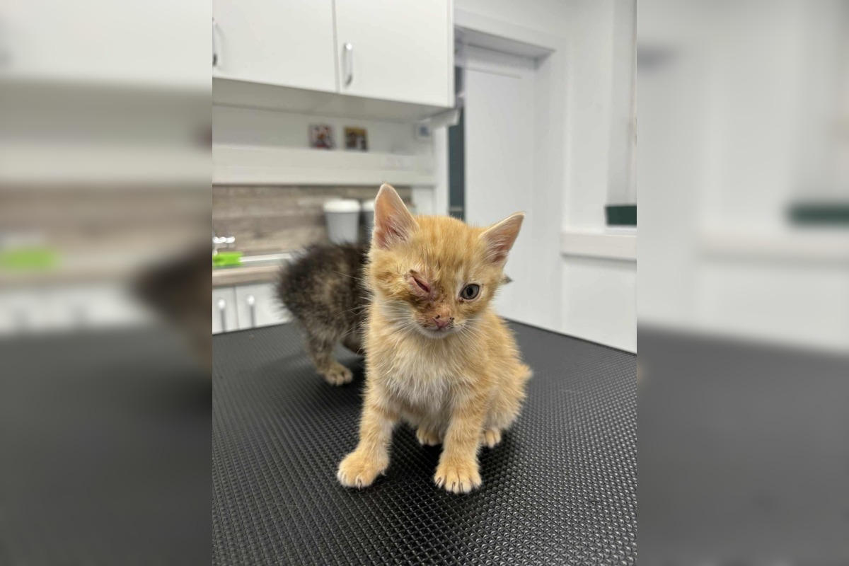 FOTO: V Brusne pokračuje boj o život mačiatok, foto 3