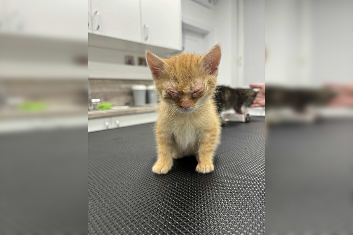 FOTO: V Brusne pokračuje boj o život mačiatok, foto 1