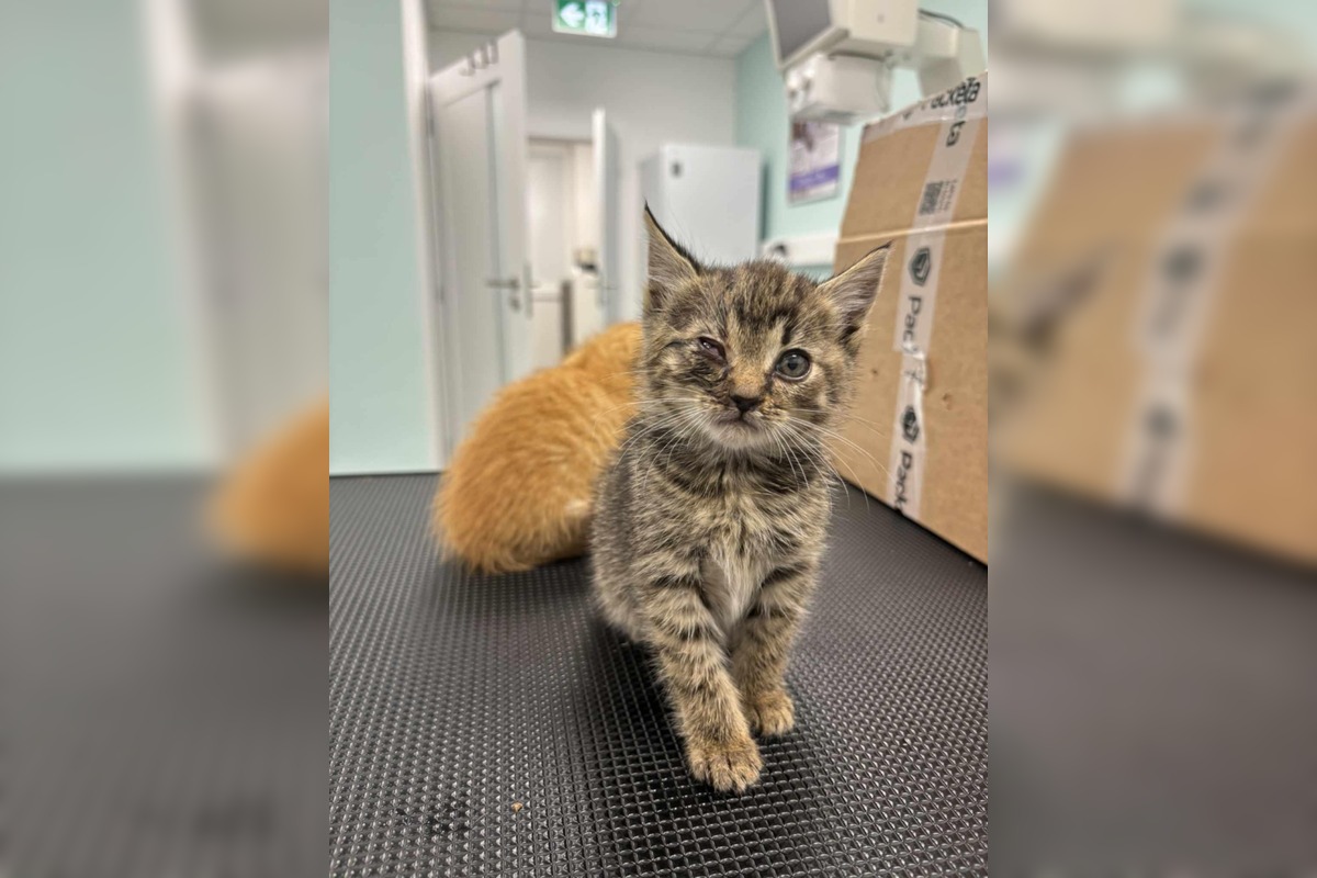 FOTO: V Brusne pokračuje boj o život mačiatok, foto 2