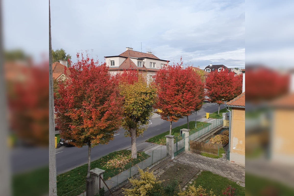 FOTO: Muchovníky na Jilemnického ulici ohúrili farbami, foto 3