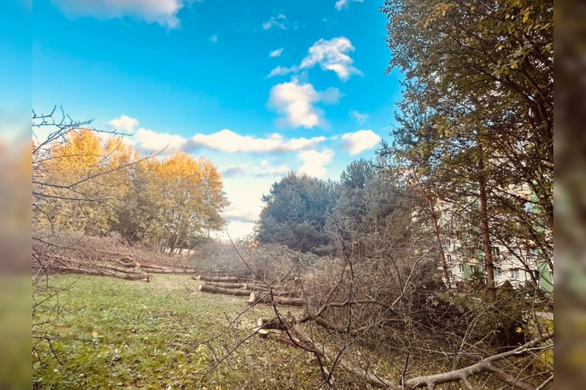 FOTO: V Sásovej padlo viac ako tridsať stromov, foto 1