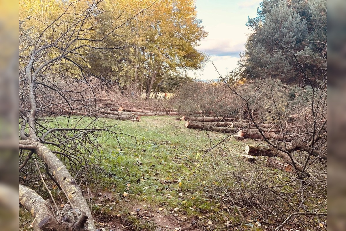 FOTO: V Sásovej padlo viac ako tridsať stromov, foto 2