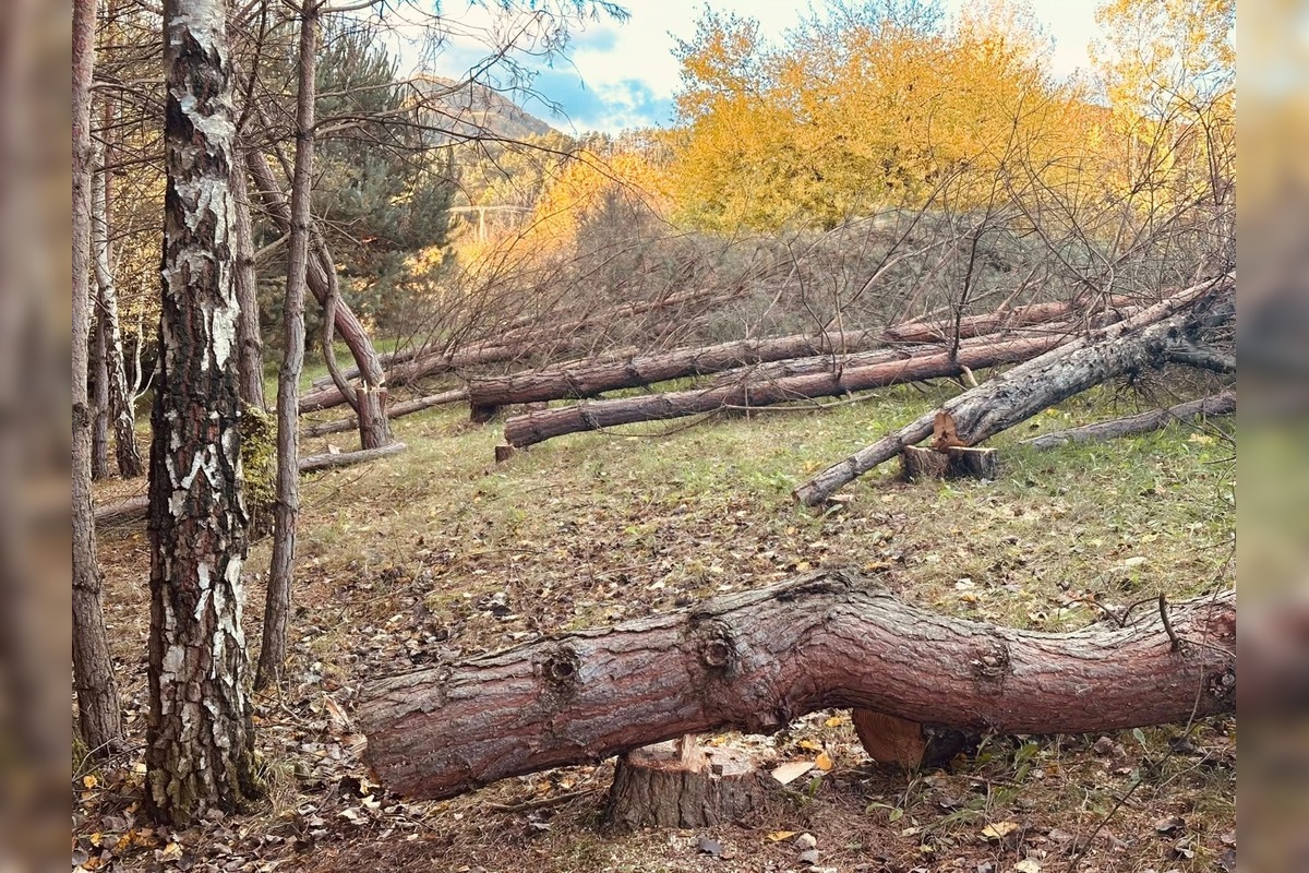 FOTO: V Sásovej padlo viac ako tridsať stromov, foto 3