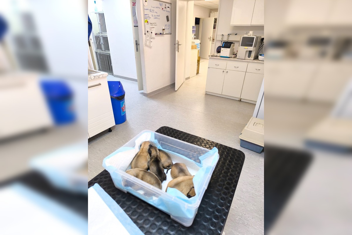 FOTO: Opustené šteniatka pred žiarskym útulkom, foto 1