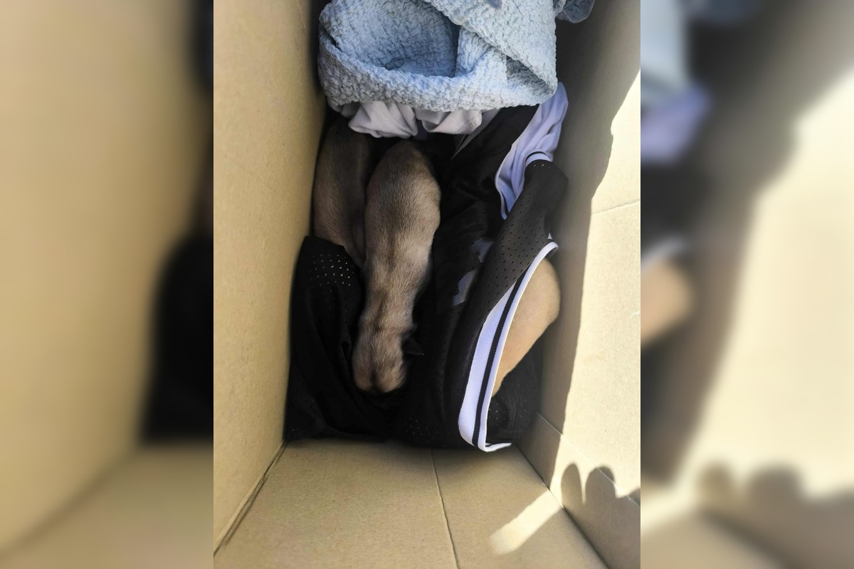 FOTO: Opustené šteniatka pred žiarskym útulkom, foto 2