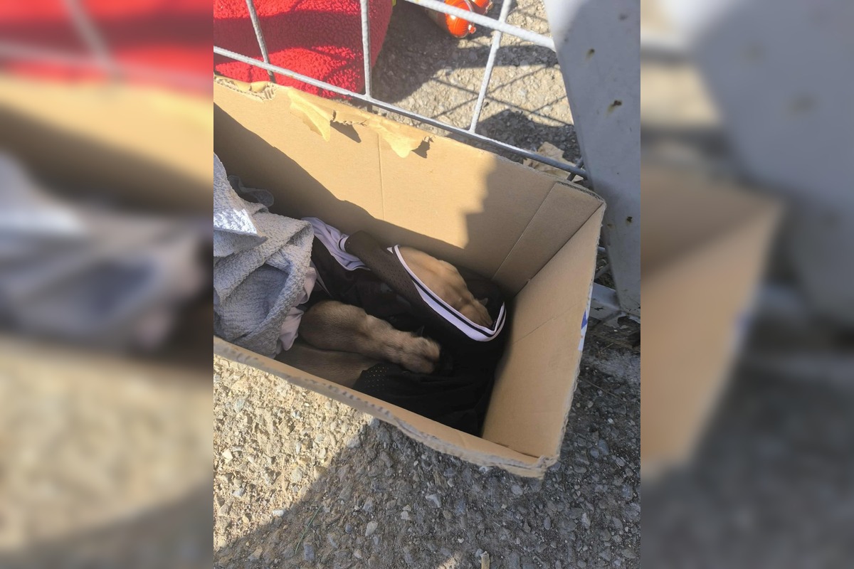 FOTO: Opustené šteniatka pred žiarskym útulkom, foto 3