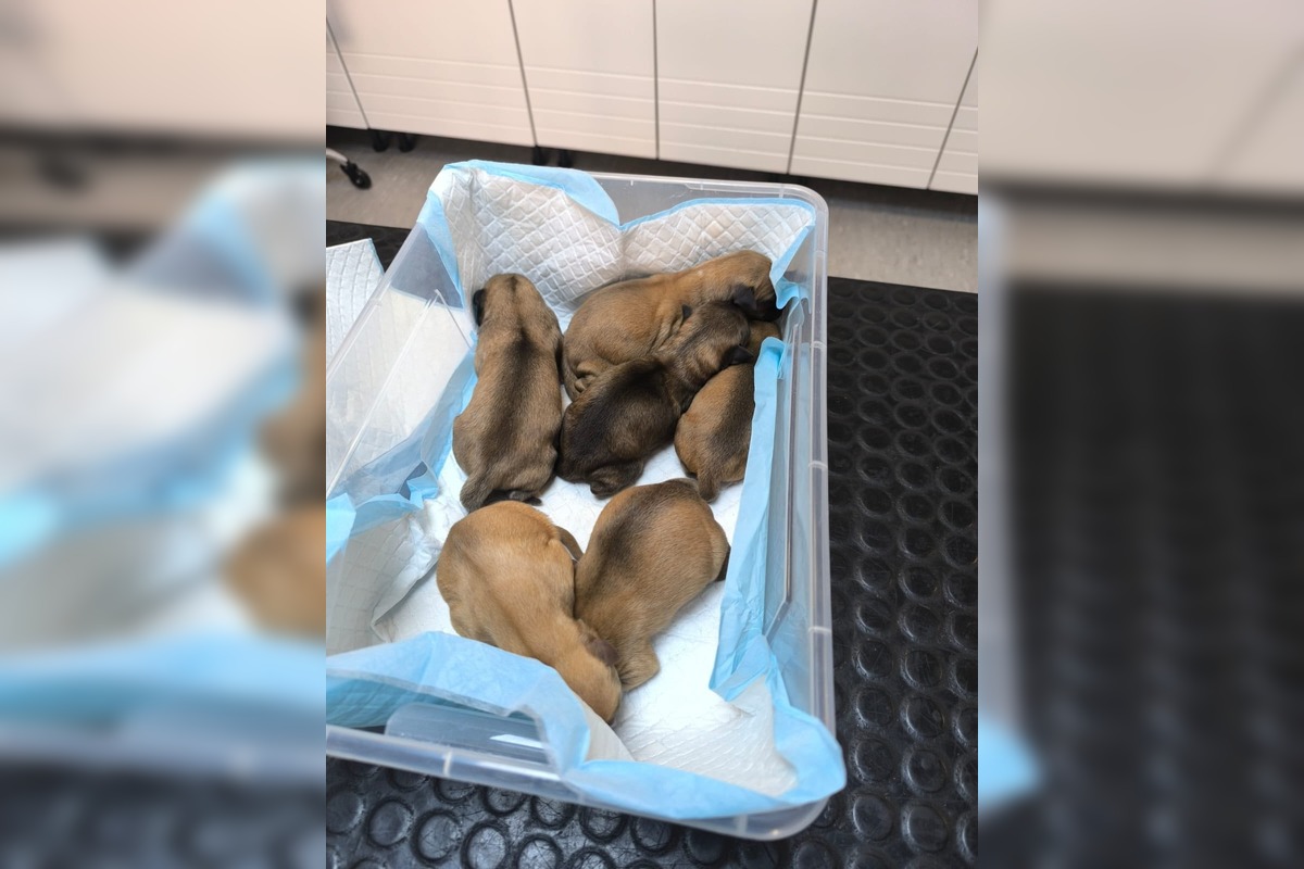 FOTO: Opustené šteniatka pred žiarskym útulkom, foto 4