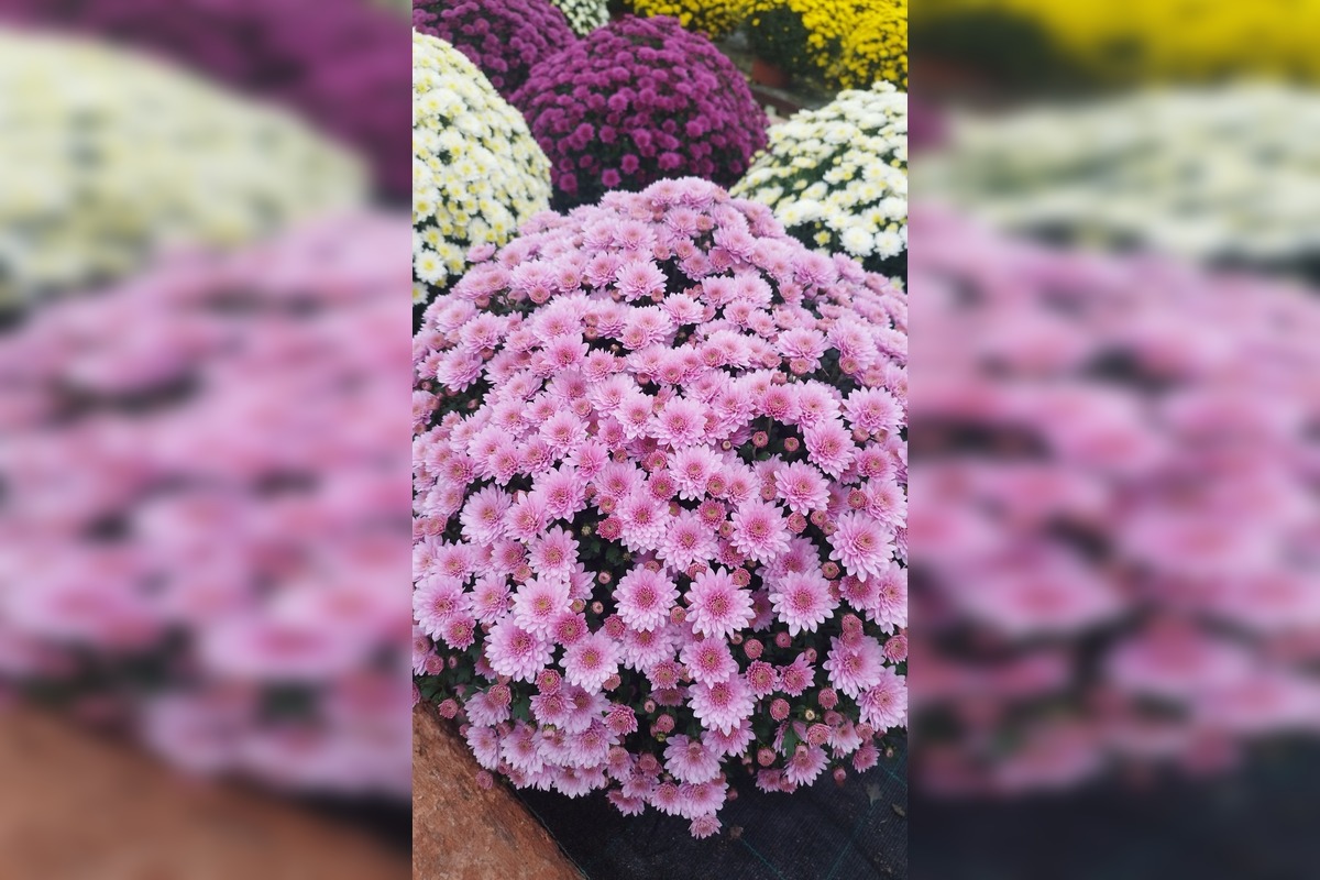 FOTO: Skleníky na Rákoši zaplavili farby jesene, foto 2