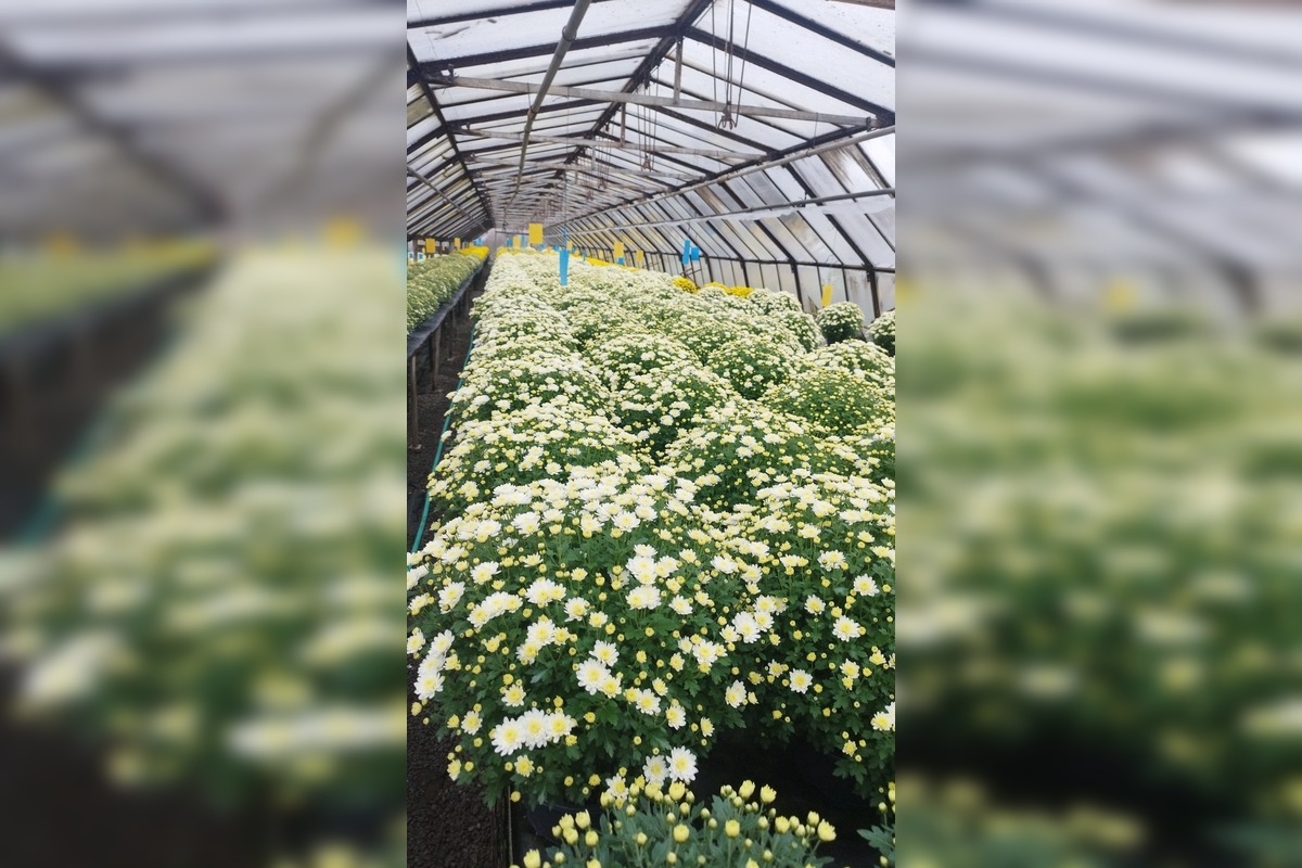 FOTO: Skleníky na Rákoši zaplavili farby jesene, foto 3