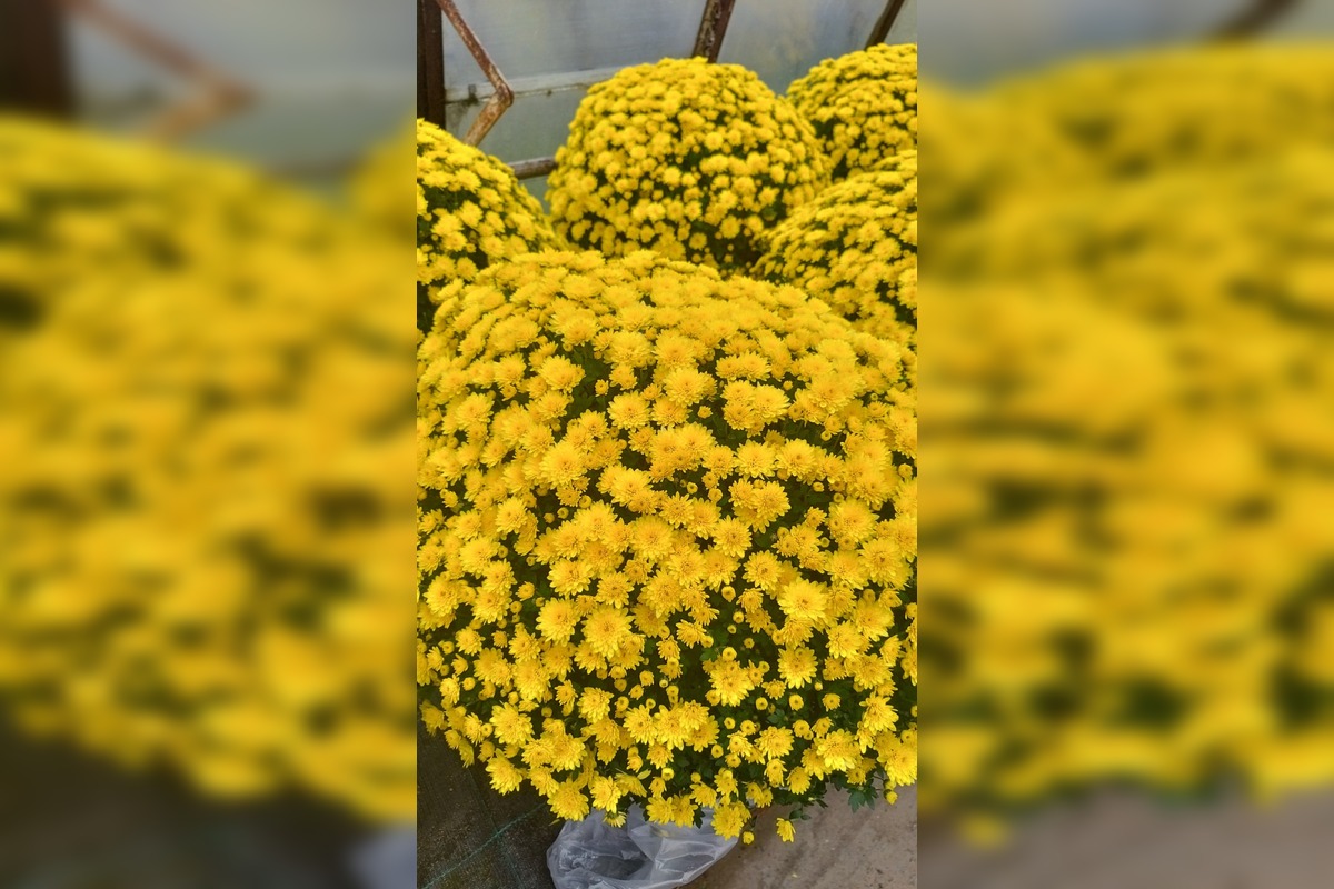 FOTO: Skleníky na Rákoši zaplavili farby jesene, foto 4