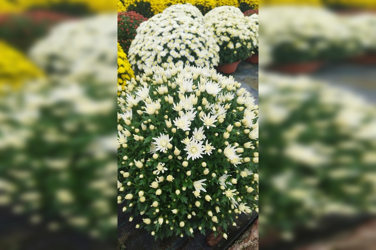 FOTO: Skleníky na Rákoši zaplavili farby jesene, foto 5