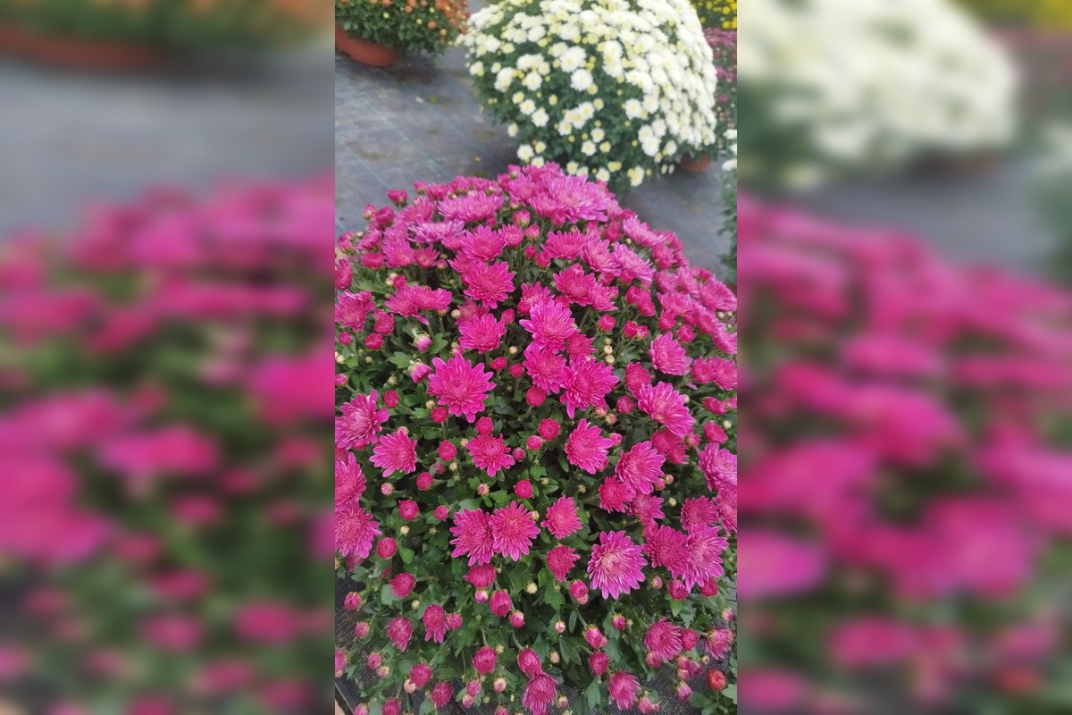 FOTO: Skleníky na Rákoši zaplavili farby jesene, foto 6