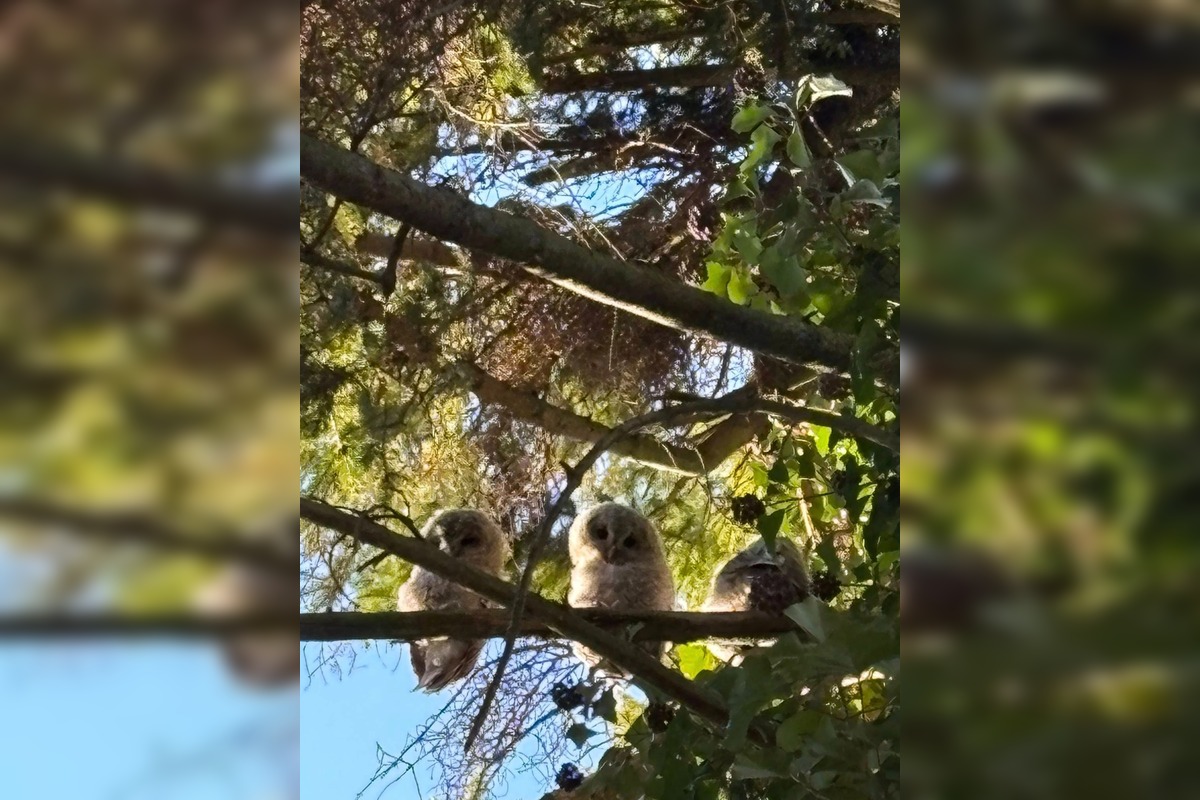 FOTO: Bystričanov potešil pohľad na malé sovičky, foto 1