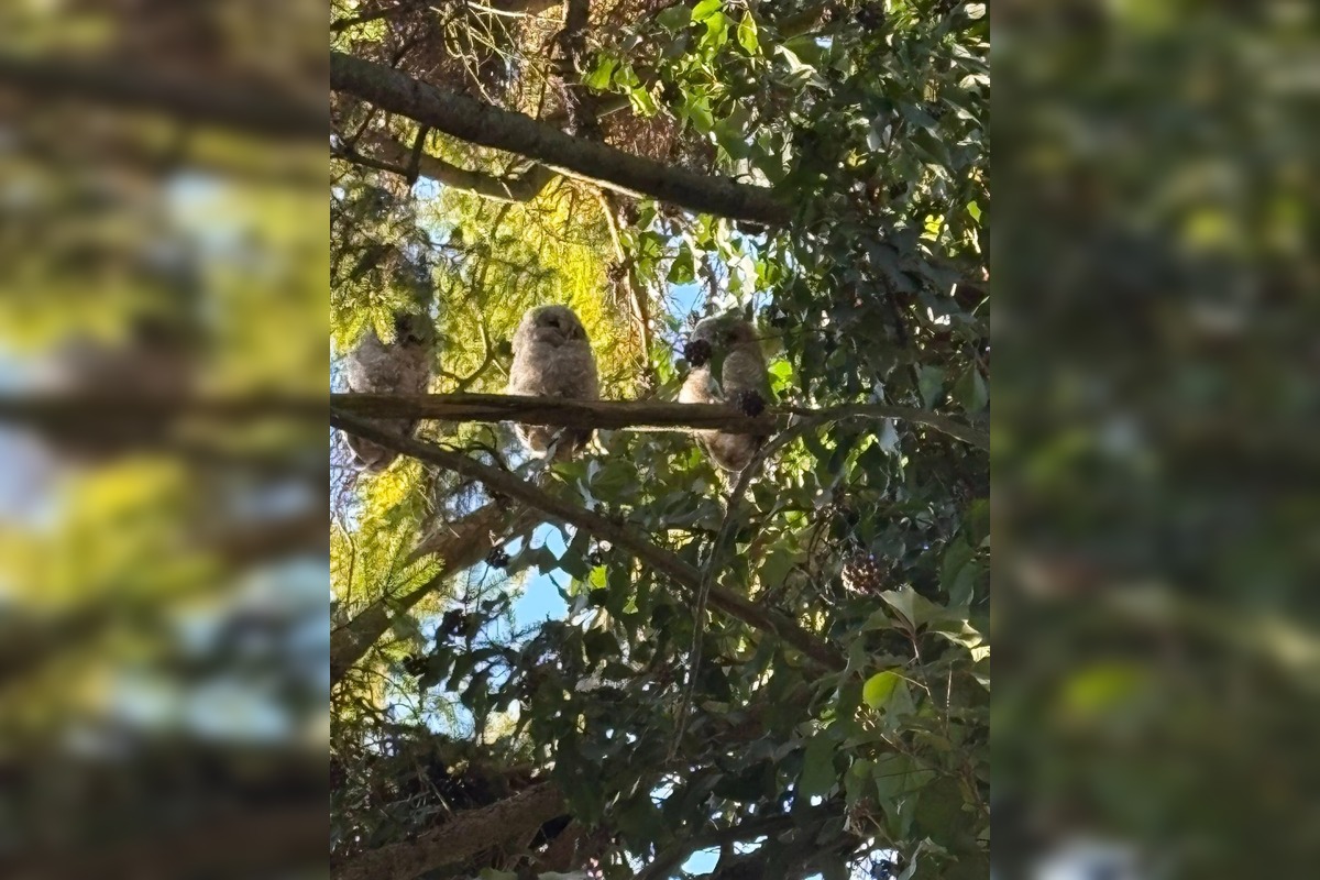 FOTO: Bystričanov potešil pohľad na malé sovičky, foto 2