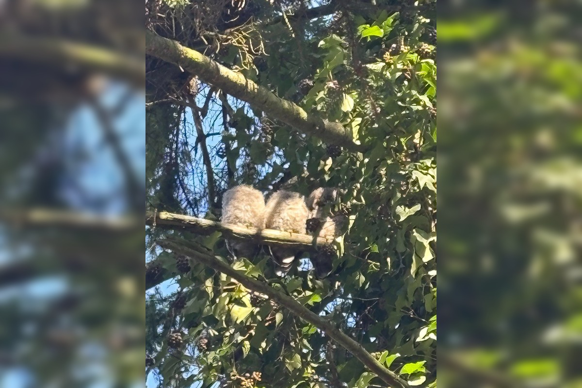 FOTO: Bystričanov potešil pohľad na malé sovičky, foto 3
