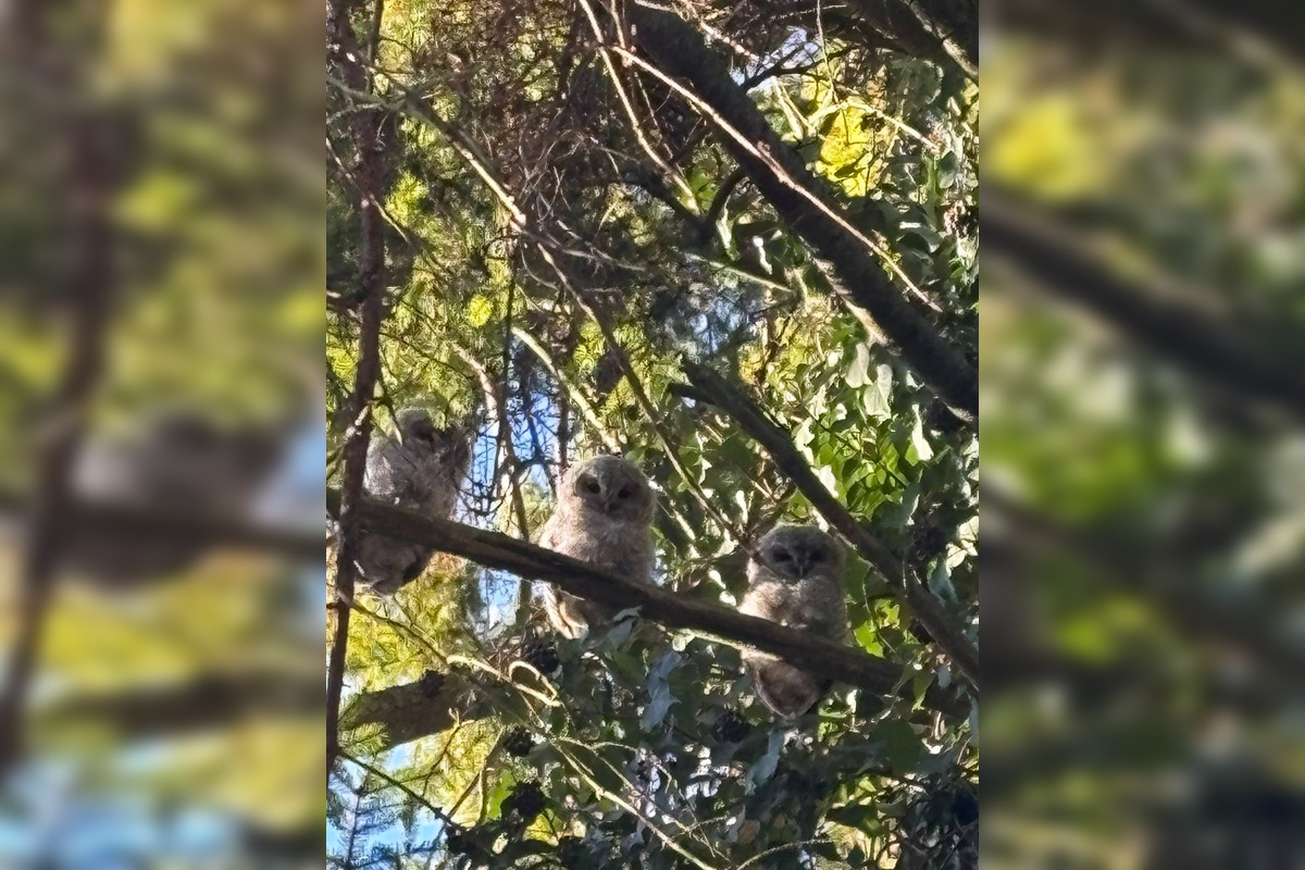 FOTO: Bystričanov potešil pohľad na malé sovičky, foto 4