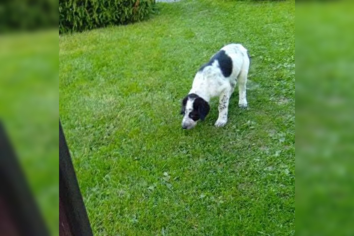 FOTO: Smutný osud svorky zo salaša, foto 2