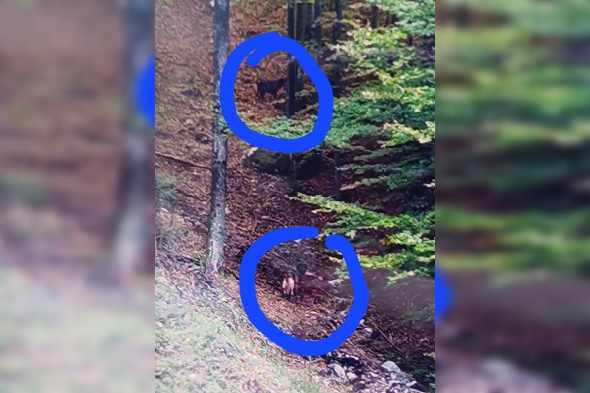 FOTO: Smutný osud svorky zo salaša, foto 3