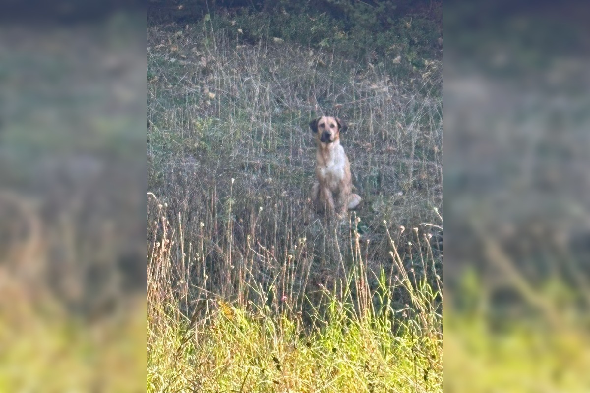 FOTO: Smutný osud svorky zo salaša, foto 4